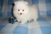 Awesome Pomeranian Puppy